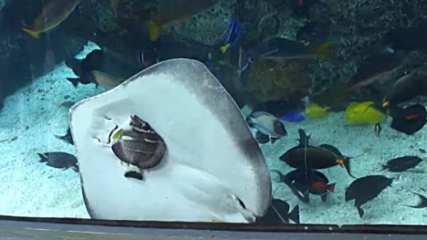 ちょ 待って待って ロープロープ 水族館の水槽の中で魚を食べようとするエイがいた マランダー