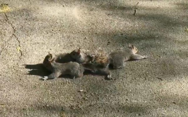 どうしてこうなった 尻尾が絡み合って離れなくなった4匹のリス マランダー