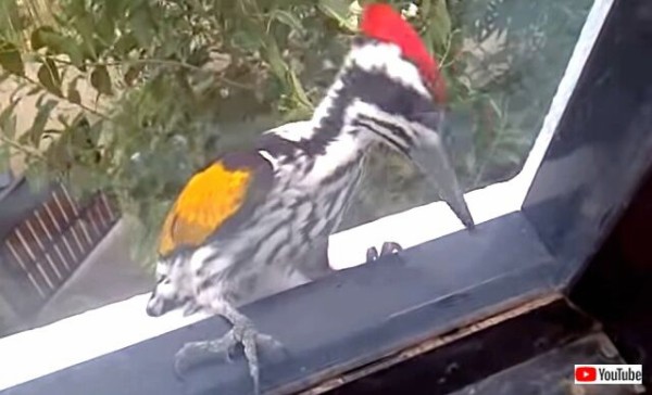 コココココン ワイが本気だせばこんなもん キツツキが家のガラス窓を鬼突きしていた件 マランダー