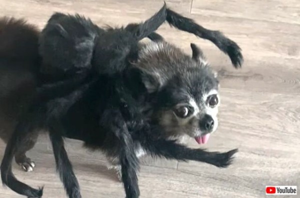 スパイダードッグ現る 愛犬にコスプレをさせてみたらなんだかリアルにでき上がった マランダー