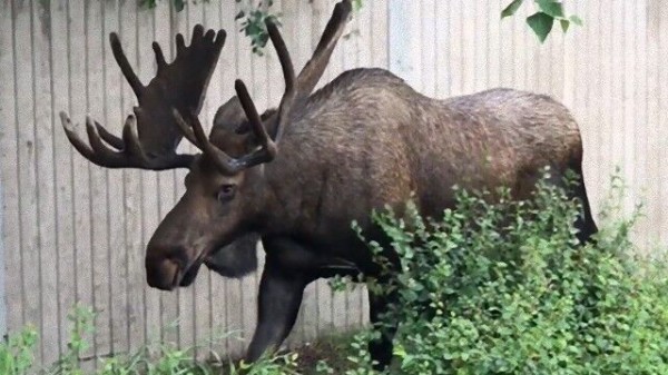 BLOG 南東アラスカで巨大ムースに遭遇 | The Natural World