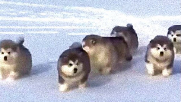 ころころころりん みんな元気に走り回るよ モコモコまんまるアラスカンマラミュートの子犬たち マランダー