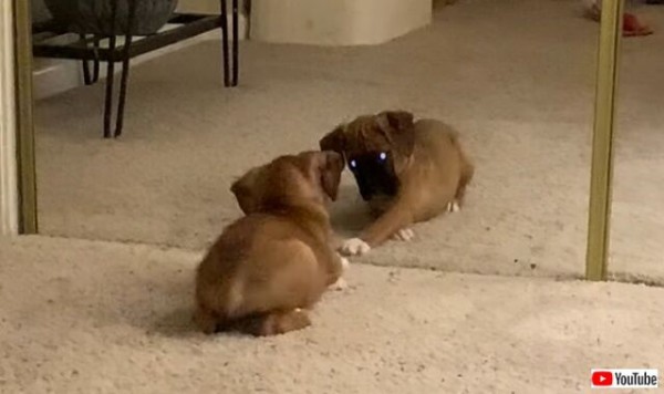 ボクサー犬の子犬 あなたはだぁれ と 鏡の中の自分と戯れる マランダー