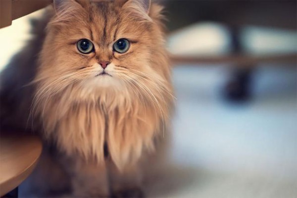 100以上 世界 一 可愛い 猫 デイジー