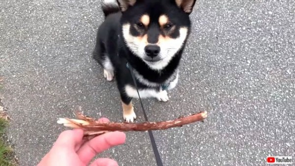 手のひら柴犬 なんかいい感じの枝 standstones いい感じの棒をゲットした犬