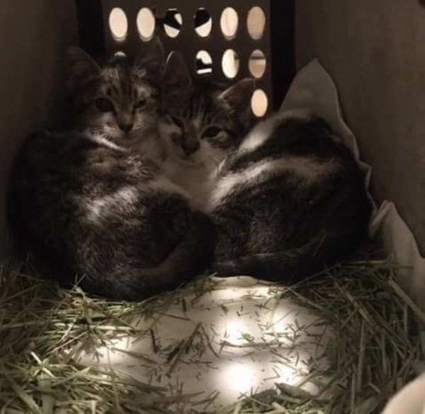 雪の日にやってきた野良猫たち 心優しい人々の手助けを得て無事に里親が決まる マランダー