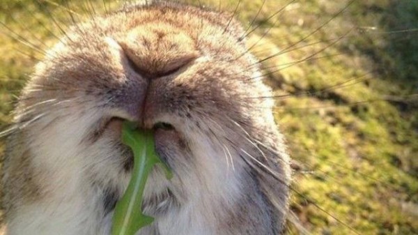 お食事前のあなたに ごはんをほおばるウサギにズームイン マランダー