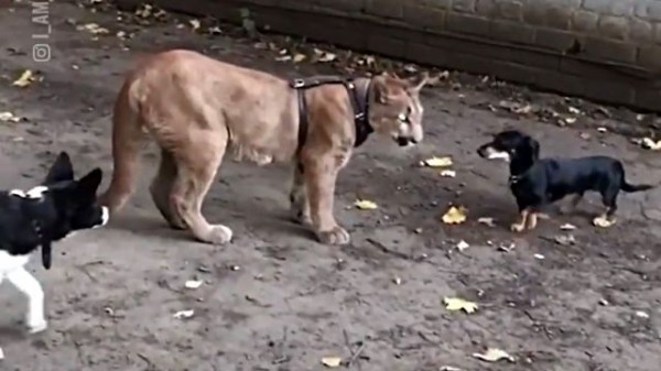 家猫ならぬ家ピューマ。身体が小さく野生では暮らせないピューマを