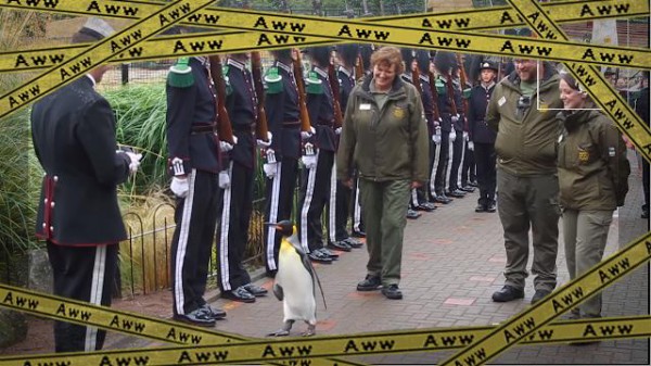 自分一応キングなんで貴族扱いでよろしく キングペンギンの閲兵 マランダー