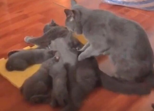 父猫 このくらいしかできないから 母猫に お疲れさま のマッサージをプレゼントする猫ダンナ マランダー