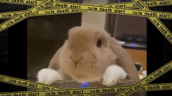 1個だけ 1個だけ食べたいの ウサギがポップコーンをかじる姿があらやだカワイイ マランダー