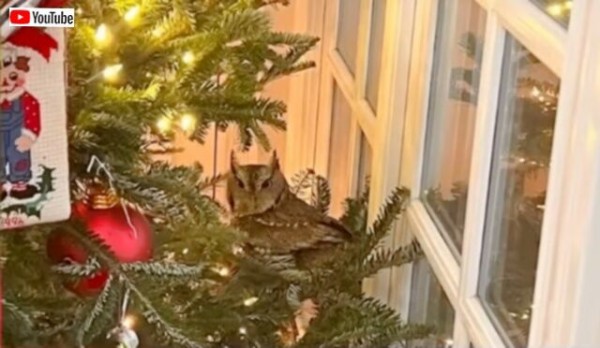 クリスマスの装飾品ですが単独に飾れる ミミズクとリンゴ型