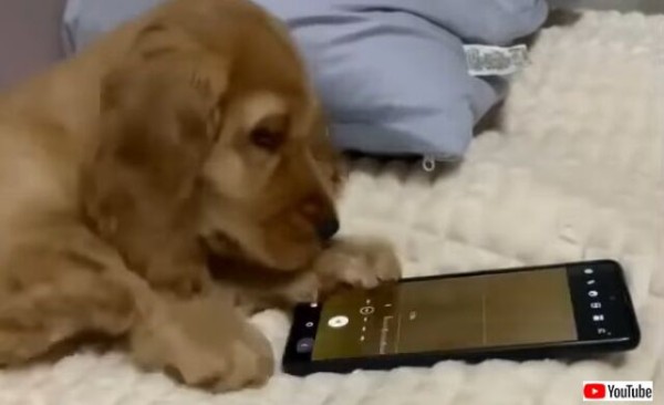 子犬のスマホ初体験 ねえ これ光るよ 動くんだよ と 前足で画面をコシコシする マランダー