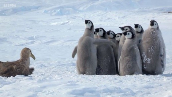 ヒナを守るのはおいらの役目 その時救世主が現れた 南極ペンギンヒナ物語 マランダー