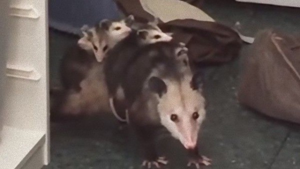 クローゼット開けたらオポッサム 民家に侵入していたオポッサムが守っていたものとは マランダー