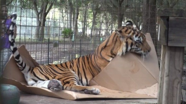 だってヤツらもネコ科だから トラも大好きダンボール箱 マランダー