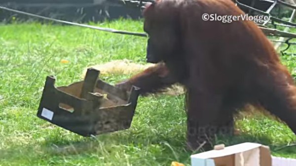 遊んだあと出しっぱなしにしてちゃダメでしょ オモチャのお片付けをするオランウータンのお母さん マランダー