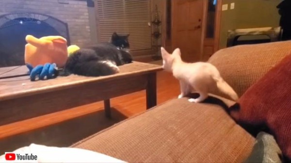 猫さん猫さん、そっちに行けたら遊んでくれる？フェネックの赤ちゃん 