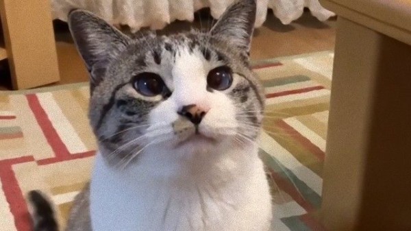 猫とロックはとにかく合うから ついに爆誕 ぬこぬこミュージック 猫の惑星 マランダー 猫とロックはとにかく合うから ついに爆誕 ぬこぬこミュージック 猫の惑星 マランダー