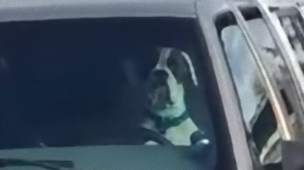 早くこんかーい せっかちな犬 車の中でクラクションを鳴らす マランダー 早くこんかーい せっかちな犬 車の中でクラクションを鳴らす マランダー