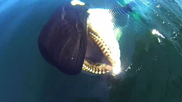 何食べてるの それ美味しい メキシコの海で人懐っこいシャチがごあいさつにやってきた マランダー 何食べてるの それ美味しい メキシコの海で人懐っこいシャチがごあいさつにやってきた マランダー