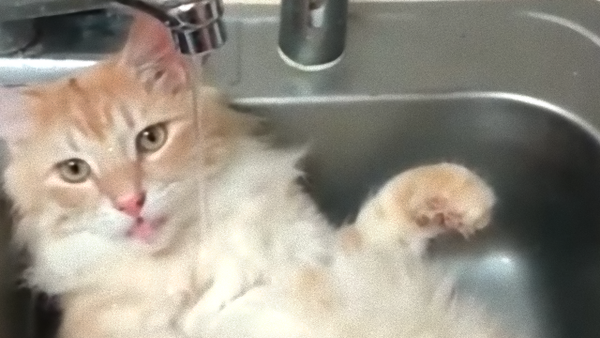 水はめっちゃすっきゃねん 自らお腹をシャワーする猫のリラクゼーションタイム マランダー