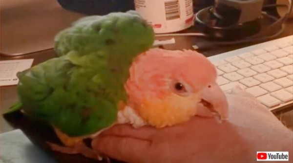 実はインコも犬的要素が満載だった もっとモフを 電動歯ブラシが大好き なシロハラインコのいる生活 マランダー