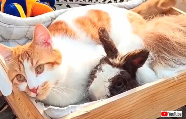 陽だまりの中でぬくぬくしよう 猫とウサギ 仲良しファミリーの日向ぼっこ マランダー