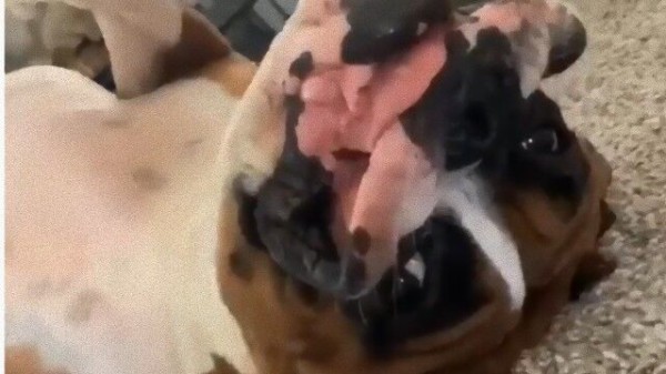 こちらの犬 故障中につき 犬のロッキーさんなぜかひっくり返って微動だにせず マランダー