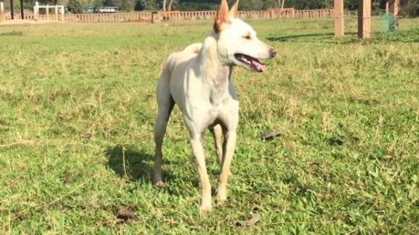 いっしょに遊ぼう いっしょに走ろう 犬とイノシシはベストフレンズ マランダー いっしょに遊ぼう いっしょに走ろう 犬とイノシシはベストフレンズ マランダー