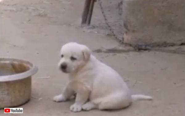 コケコッコー って えっ わんこ ニワトリそっくりに鳴く子犬 マランダー