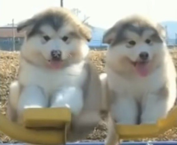 コロコロとことこ走り回るよ ふわもこマラミュートの子犬たちを満喫しよう マランダー