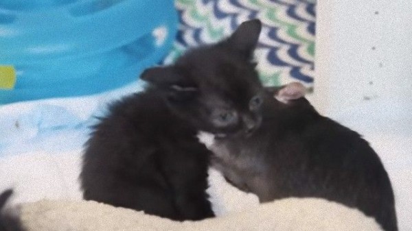 ニューヨークにはネズミが働く猫カフェがあるという ネズミと猫が仲よく過ごす猫カフェ マランダー