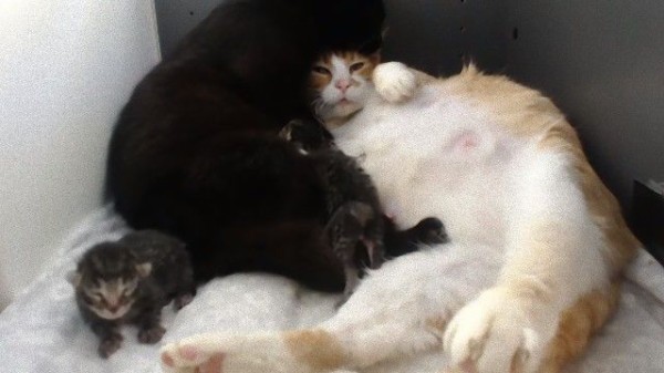 同じ時期に保護された妊婦猫2匹 互いのそばに寄り添って慰めあい はげましあう マランダー