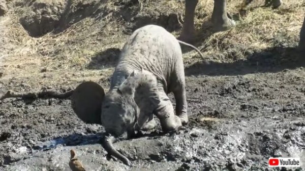 アフリカのサバンナで泥遊びを楽しむ赤ちゃん象 ゴシゴシゴシ あ お口に入っちゃった とママを呼ぶ マランダー