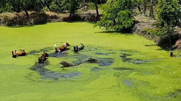 お前らいったい何を争っているんだ ミズオオトカゲと犬たちの仁義なき戦い この後すぐ マランダー
