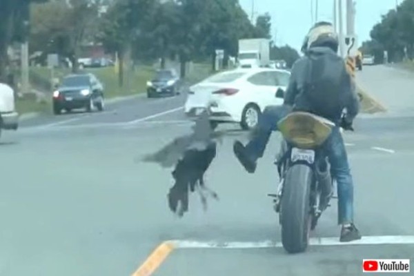 野生の七面鳥が現れた どうしますか 追い抜かされたことに逆切れししたのか バイクを煽る七面鳥 マランダー