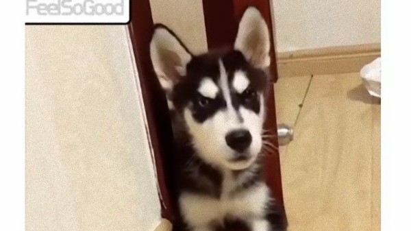 お鼻を押すと鳴き声が小さくなる ボリュームコントローラー機能が搭載されたハスキーが発見された マランダー