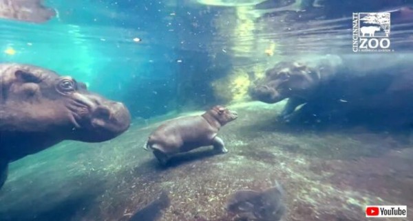 ヘレンド【大人の動物園】カバ ヘレンド【大人の動物園】カバ