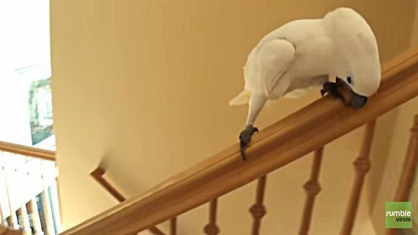 ここはオレ様専用滑り台なんだぜ 階段の手すりでエンドレスにウイーンするオウム マランダー