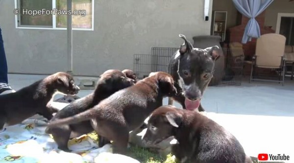 Hope For Paws 助けを求める母犬と生まれたばかりの子犬たち だがそれだけでは終わらなかった マランダー