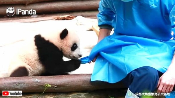 まだ行かないで飼育員さん、もっと一緒に遊ぼうよ！子パンダのおねだり ...
