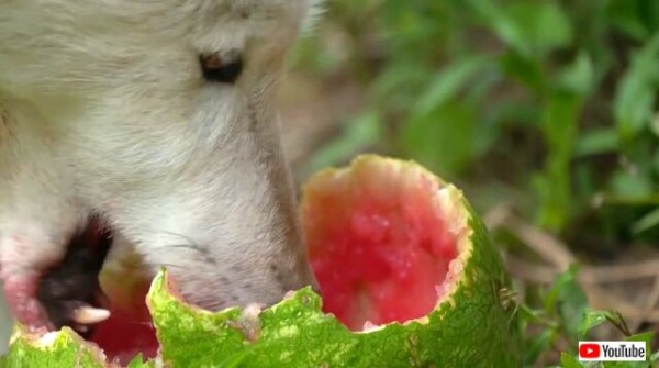 夏と言ったらやっぱりコレ 狼にスイカをプレゼントしてみたところ 気に入ってくれたみたいだ マランダー