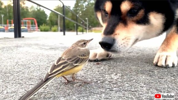 柴犬 鳥さん鳥さん 何してるの 散歩の途中で固まっている小鳥に出会った黒柴の反応 マランダー