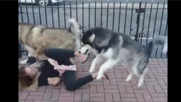 出たぞ マラミュート犬2匹 ママの帰宅に大興奮でじゃれたい気持ちがノンストップ マランダー