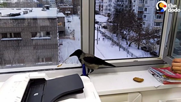 いいえ 欲しいのはオヤツじゃないの 光り物ハンターのカラスが窓にやってきた理由 マランダー いいえ 欲しいのはオヤツじゃないの 光り物ハンターのカラスが窓にやってきた理由 マランダー