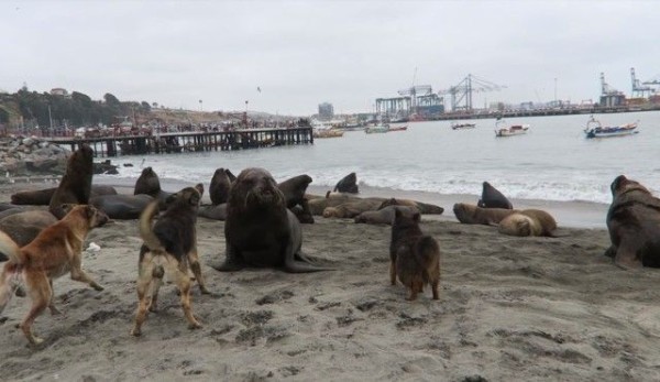 ガオー という吠え声がしっくりくる 海のライオン オタリアが野良犬に絡まれるの図 マランダー