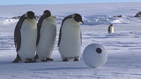 コウテイペンギン カメラ コレクション