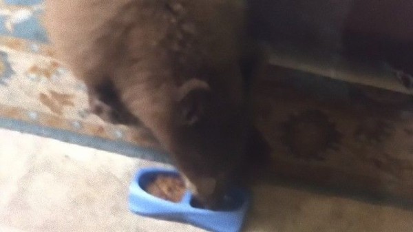またしてもクマーの犯罪が明らかに！猫の餌を盗みに来たクマ 