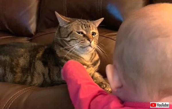 猫 アンタなんか認めないニャ と 赤ちゃんという新入りにジェラシーを隠そうともしないこの視線 マランダー